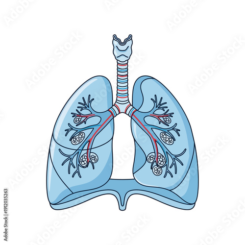 Human Lungs Anatomy Illustration: Trachea, Bronchi, Alveoli, Blood Vessels