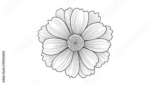A detailed black and white line art illustration of a single blooming cosmos flower on a white background.