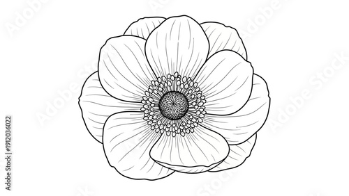 A detailed black and white line art illustration of a single anemone flower on a plain white background.
