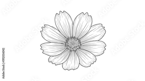 A detailed black and white line art illustration of a single blooming cosmos flower isolated on a white background.