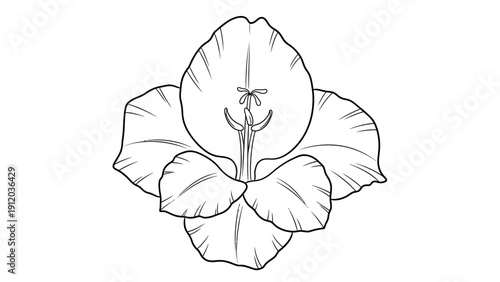 Detailed black and white line drawing of a gladiolus flower, showcasing its intricate petals, stamens, and pistil in a botanical illustration style.