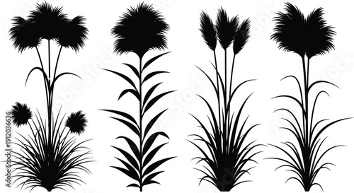 Black silhouette collection of ornamental grass plants with fluffy flowers isolated on white background botanical vector illustration for design and decoration natural garden elements