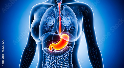 Detailed three dimensional medical illustration highlighting the illuminated stomach and esophagus within the translucent female human torso anatomy against a deep blue background.