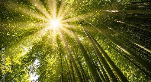 Wallpaper Mural Sunlight streaming through a dense bamboo forest, creating radiant beams among tall green stalks Torontodigital.ca