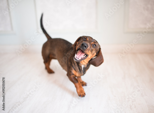 Foto Happy dachshund dog barking and playing in a bright room