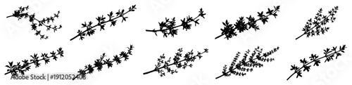 Set of delicate botanical sprigs and leafy branches for spring floral decorations and design