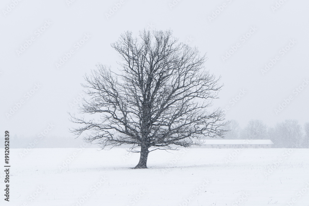 Fototapeta premium Lone bare tree in snowy field during winter snowfall, minimalist rural landscape with fog and distant farm building