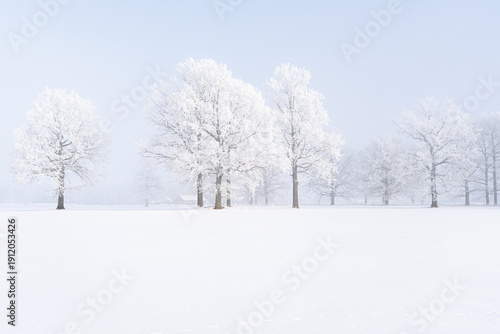 Wallpaper Mural Frost covered trees in snowy meadow during dense winter fog, serene minimalist landscape with distant farmhouse and copy space Torontodigital.ca
