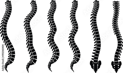 Human spine silhouettes, anatomical vector illustration, vertebral column design, medical education graphic, posture health icon, skeletal anatomy artwork, black silhouette drawing