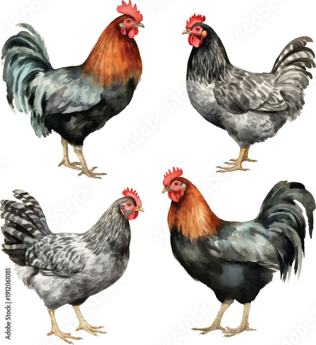 Chicken family set watercolor graphics. White hen, brown hen, red hen and rooster clipart. Illustration for packing organic chicken eggs or farm local chicken meat.