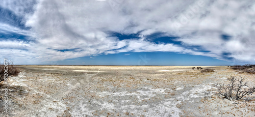 Obraz na płótnie Panorama of Donkeys Grazing on the Dry Etosha Salt Pan in Namibia  sparse desert