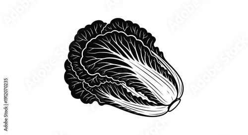 A detailed black and white illustration of a napa cabbage head