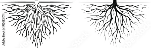 Tree Roots Vector Illustration Concept for Growth and Strength Isolated on transparent Background