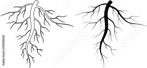Hand drawn taproot system icon set, realistic plant root anatomy vector illustration isolated on transparent background.