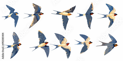 A collection of swallows in various flight poses against a white background