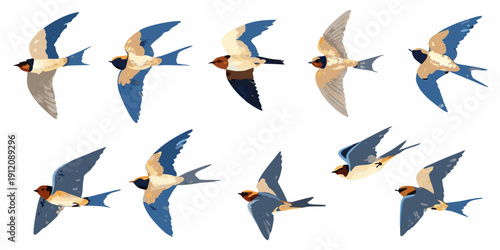 A collection of swallow birds in various flight poses