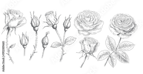 Vintage rose collection with leaves in botanical style. Engraved rose buds and blooms botanical style.
