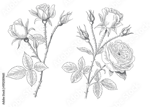 Vintage rose collection with leaves in botanical style. Engraved rose buds and blooms botanical style.