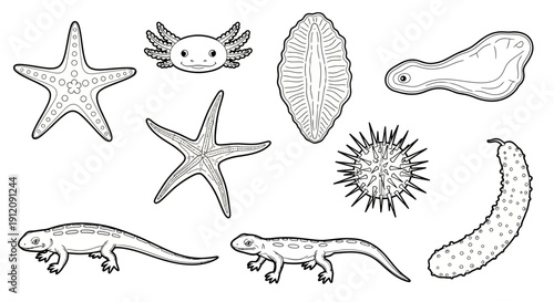 Collection of aquatic and land animals