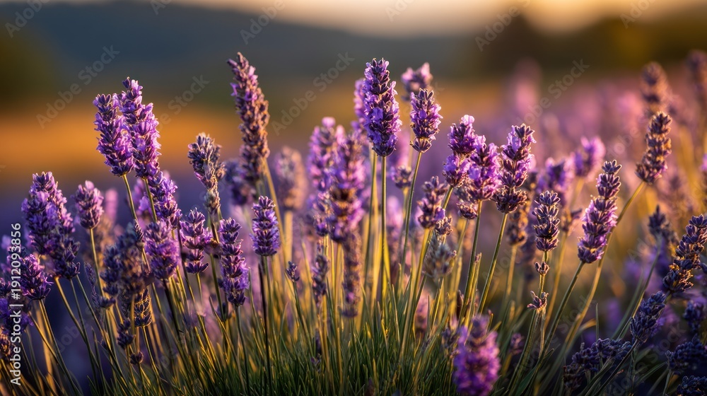 Obraz premium A vibrant lavender field at sunset, with a soft focus on the flowers and a warm, golden hue illuminating the scene.