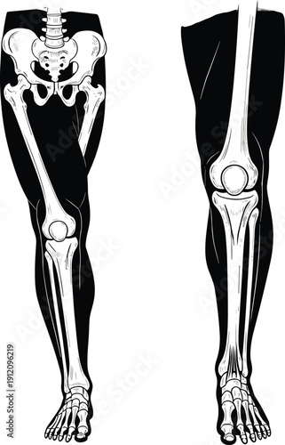 Cad drawing flat vector, human lower limb anatomy diagram, educational medical illustration, pelvis femur tibia fibula foot bones, frontal and side view