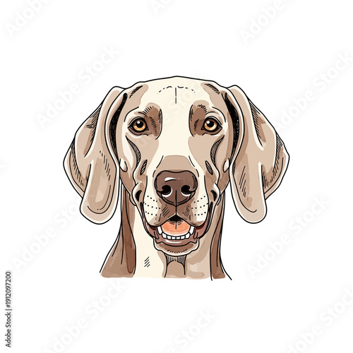 Weimaraner Dog Head Illustration Portrait.