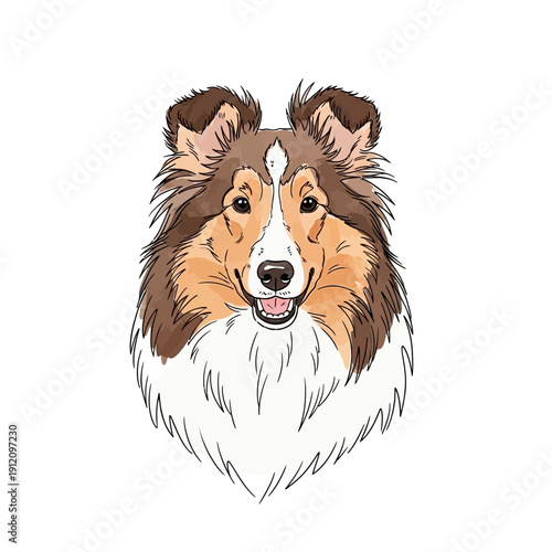 Illustration of Shetland Sheepdog Head.