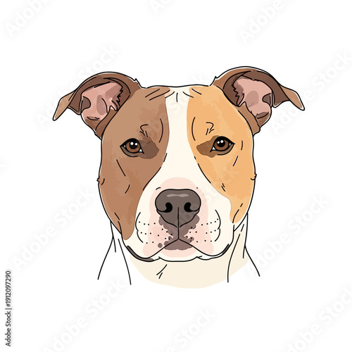 Brown and White Pitbull Terrier Portrait.