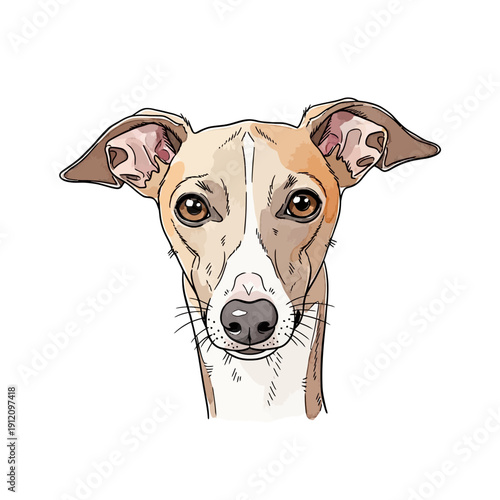 Illustration of Whippet Dog Portrait.