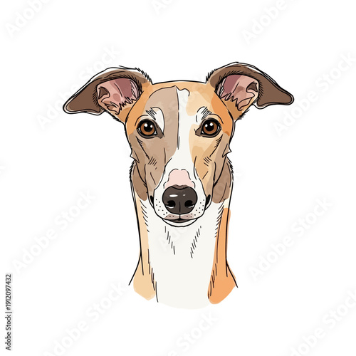 Illustration of Whippet Dog Portrait.