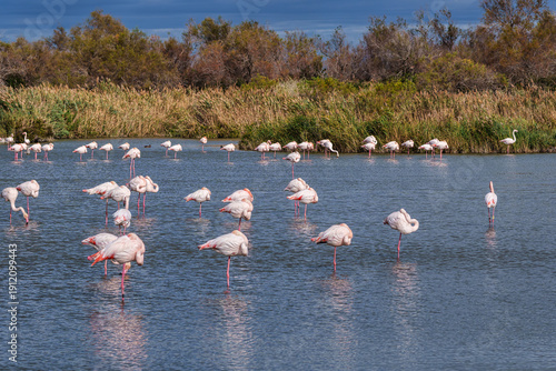 Bild auf Leinwand Greater Flamingo, Phoenicopterus roseus in the Ornithological park of Pont de Ga