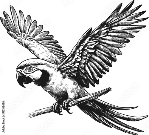 Minimalist Scarlet Macaw – Elegant Black  White Bird Sketch linework sketch hand drawn pen drawing vector illustration svg