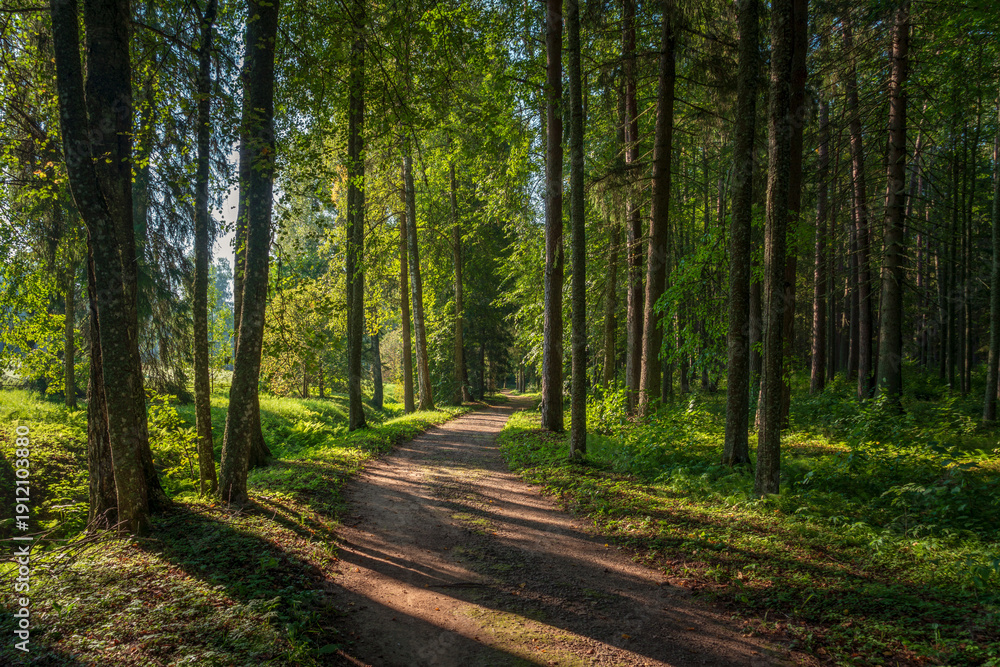 Fototapeta premium Alley through the forest on the territory of the Mikhailovskoye estate of the Pushkin State Museum-Reserve on a sunny summer day, Pushkinskiye Gory, Pskov region, Russia
