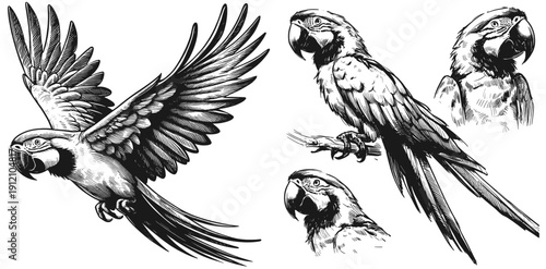 Vibrant Macaw Line Drawing – Tropical Bird Art linework sketch hand drawn pen drawing vector illustration svg