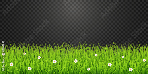 Green Grass Border with White Daisies Transparent PNG – Spring Meadow Vector Overlay