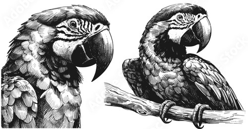 Scarlet Macaw Line Art – Hand-Drawn Avian Illustration linework sketch hand drawn pen drawing vector illustration svg