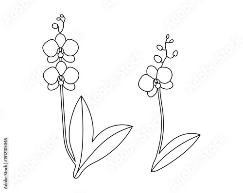 Vector color hand-drawn line  illustration with Orchid Plant SVG cut file for Cricut. Orchid Flowers SVG