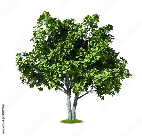 Lush green deciduous tree isolated on white background.