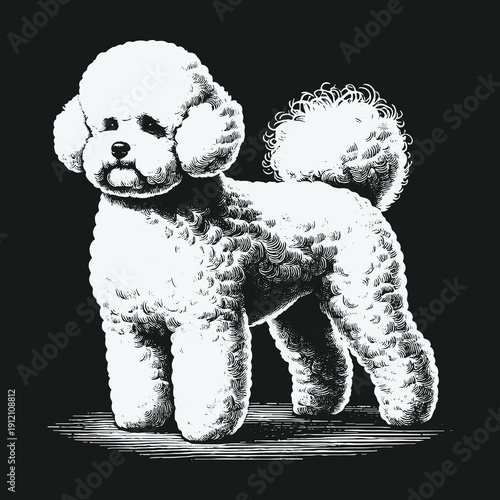 Elegant Poodle Portrait: A Timeless Black and White Illustration.