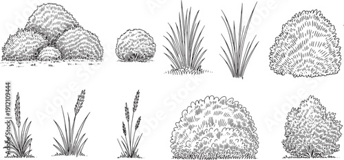 hand-drawn illustrations of bushes and grass in a botanical line art style,