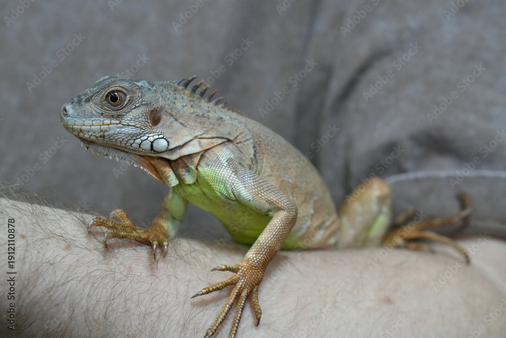 Fototapeta premium Green iguana climbing on human arm exotic reptile pet close up