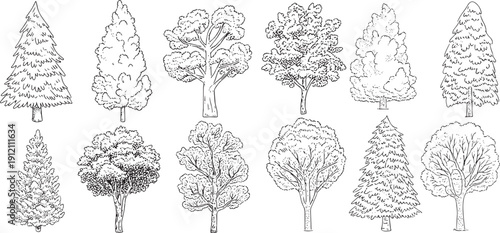 different types of trees set, minimalist outlines are typically used for architectural sections, landscape drawing elevation views. vector