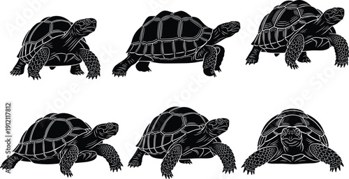 Black vector silhouette set of ancient tortoises featuring detailed shell patterns and various walking poses for wildlife conservation zoology research and reptile animal branding,