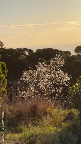 Wallpaper Mural Mediterranean Landscape Almond Blossom Golden Hour Morning Light Pine Forest Vertical Torontodigital.ca