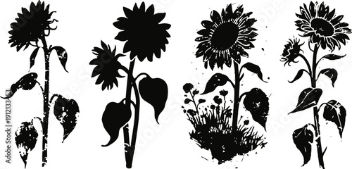 Black silhouette sunflowers with stems and leaves in various growth stages isolated on white