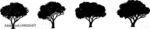 silhouette of isolated trees with broad canopies in a natural landscape setting