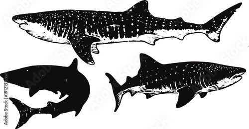 Three different sharks silhouettes in black marine predatory fish isolated on white background ocean wildlife and sea life shapes illustration