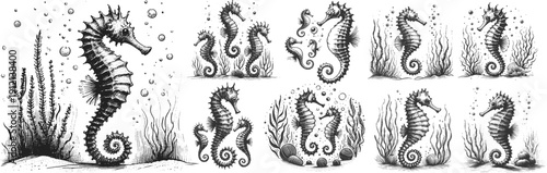 Majestic Seahorse Line Drawing linework sketch hand drawn pen drawing vector illustration svg