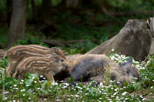 Frischlinge beim Säugen an der liegenden Bache (Sus scrofa) - idyllische Szene einer Wildschweinfamilie inmitten von Gänseblümchen in einem Wald in Deutschland