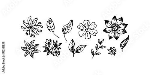 A collection of various black and white floral illustrations Vector